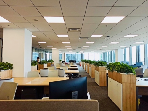 Thuê Cây Xanh: Chọn Gói Cố Định Hay Linh Hoạt?