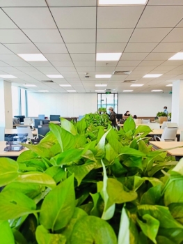 Dịch Vụ Cho Thuê Cây Xanh Quận 3 – Uy Tín & Chuyên Nghiệp