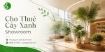 Cho Thuê Cây Xanh Showroom Ở Phường An Hội Tây TP.HCM – Nâng Tầm Không Gian Trưng Bày