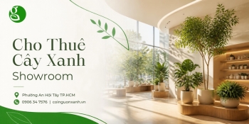 Cho Thuê Cây Xanh Showroom Ở Phường An Hội Tây TP.HCM – Nâng Tầm Không Gian Trưng Bày