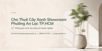 Cho thuê cây xanh showroom ở Phường An Lạc TP.HCM chuyên nghiệp