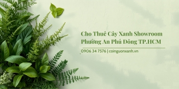 Cho Thuê Cây Xanh Showroom Ở Phường An Phú Đông TP.HCM