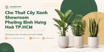 Cho thuê cây xanh showroom ở Phường Bình Hưng Hòa TP.HCM – Đẹp, chuyên nghiệp