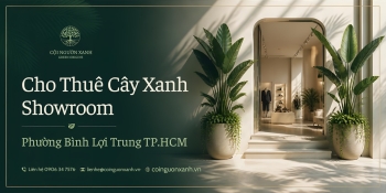 Cho Thuê Cây Xanh Showroom Ở Phường Bình Lợi Trung TP.HCM