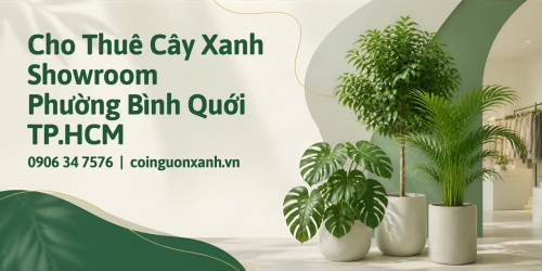 Cho Thuê Cây Xanh Showroom Ở Phường Bình Quới TP.HCM – Đẹp, Chuyên Nghiệp