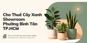 Cho thuê cây xanh showroom ở Phường Bình Tân TP.HCM – Đẹp, Chuyên nghiệp, Tiết kiệm