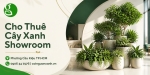 Cho thuê cây xanh showroom ở Phường Cầu Kiệu TP.HCM – Không gian trưng bày xanh, sang trọng