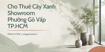 Cho Thuê Cây Xanh Showroom Ở Phường Gò Vấp TP.HCM – Không Gian Trưng Bày Xanh, Sang Trọng