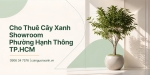 Cho Thuê Cây Xanh Showroom Ở Phường Hạnh Thông TP.HCM – Đẹp, Chuyên Nghiệp