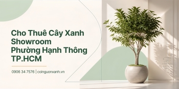 Cho Thuê Cây Xanh Showroom Ở Phường Hạnh Thông TP.HCM – Đẹp, Chuyên Nghiệp