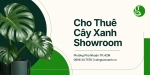 Cho Thuê Cây Xanh Showroom Ở Phường Phú Nhuận TP.HCM – Không Gian Sang Trọng, Chuyên Nghiệp