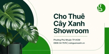 Cho Thuê Cây Xanh Showroom Ở Phường Phú Nhuận TP.HCM – Không Gian Sang Trọng, Chuyên Nghiệp