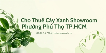 Cho thuê cây xanh showroom tại Phường Phú Thọ TP.HCM chuyên nghiệp, uy tín