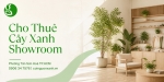 Cho Thuê Cây Xanh Showroom Ở Phường Tân Sơn Hòa TP.HCM – Không Gian Trưng Bày Đẳng Cấp
