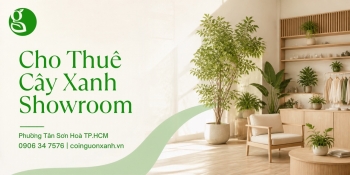 Cho Thuê Cây Xanh Showroom Ở Phường Tân Sơn Hòa TP.HCM – Không Gian Trưng Bày Đẳng Cấp