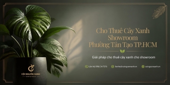 Cho thuê cây xanh showroom ở Phường Tân Tạo TP.HCM – Đẹp, chuyên nghiệp