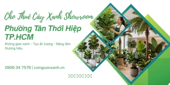 Cho thuê cây xanh showroom tại Phường Tân Thới Hiệp TP.HCM