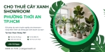 Cho Thuê Cây Xanh Showroom Ở Phường Thới An TP.HCM – Đẹp, Chuyên Nghiệp, Tiết Kiệm
