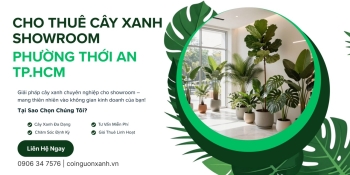 Cho Thuê Cây Xanh Showroom Ở Phường Thới An TP.HCM – Đẹp, Chuyên Nghiệp, Tiết Kiệm