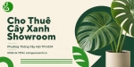 Cho Thuê Cây Xanh Showroom Ở Phường Thông Tây Hội TP.HCM – Không Gian Trưng Bày Sang Trọng