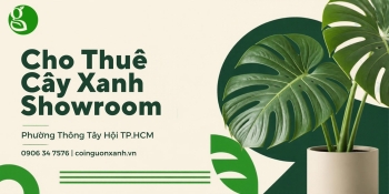 Cho Thuê Cây Xanh Showroom Ở Phường Thông Tây Hội TP.HCM – Không Gian Trưng Bày Sang Trọng