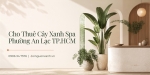 Cho thuê cây xanh spa tại Phường An Lạc TP.HCM chuyên nghiệp, uy tín