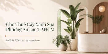 Cho thuê cây xanh spa tại Phường An Lạc TP.HCM chuyên nghiệp, uy tín