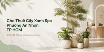 Cho Thuê Cây Xanh Spa Ở Phường An Nhơn TP.HCM – Đẹp, Sang, Chuyên Nghiệp