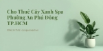 Cho Thuê Cây Xanh Spa Ở Phường An Phú Đông TP.HCM – Đẹp, Chuyên Nghiệp