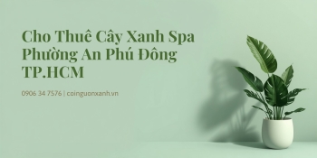 Cho Thuê Cây Xanh Spa Ở Phường An Phú Đông TP.HCM – Đẹp, Chuyên Nghiệp