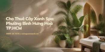 Cho thuê cây xanh spa ở Phường Bình Hưng Hòa TP.HCM – Không gian thư giãn xanh