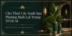 Cho thuê cây xanh spa ở Phường Bình Lợi Trung TP.HCM – Không gian thư giãn xanh mát