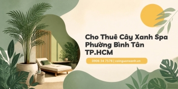Cho Thuê Cây Xanh Spa Ở Phường Bình Tân TP.HCM – Đẹp, Chuyên Nghiệp
