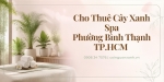 Cho Thuê Cây Xanh Spa Ở Phường Bình Thạnh TP.HCM
