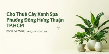 Cho thuê cây xanh spa tại Phường Đông Hưng Thuận TP.HCM – Đẹp, chuyên nghiệp