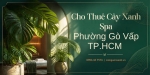 Cho Thuê Cây Xanh Spa Ở Phường Gò Vấp TP.HCM – Không Gian Thư Giãn Xanh, Sang Trọng