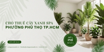 Cho thuê cây xanh spa tại Phường Phú Thọ TP.HCM