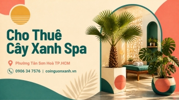 Cho Thuê Cây Xanh Spa Ở Phường Tân Sơn Hòa TP.HCM – Không Gian Thư Giãn Xanh