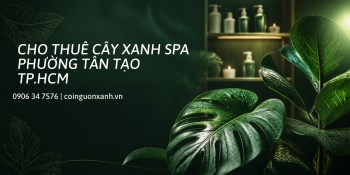 Cho Thuê Cây Xanh Spa Ở Phường Tân Tạo TP.HCM – Đẹp, Sang, Chăm Sóc Trọn Gói