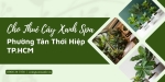 Cho Thuê Cây Xanh Spa Tại Phường Tân Thới Hiệp TP.HCM