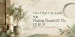 Cho thuê cây xanh spa ở Phường Thạnh Mỹ Tây TP.HCM – Đẹp, Chuyên Nghiệp