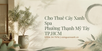 Cho thuê cây xanh spa ở Phường Thạnh Mỹ Tây TP.HCM – Đẹp, Chuyên Nghiệp
