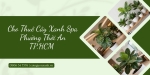 Cho thuê cây xanh spa ở Phường Thới An TP.HCM – Đẹp, chuyên nghiệp, tận tâm