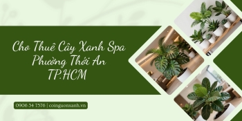 Cho thuê cây xanh spa ở Phường Thới An TP.HCM – Đẹp, chuyên nghiệp, tận tâm