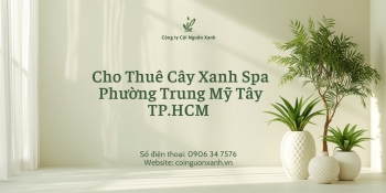 Cho thuê cây xanh spa tại Phường Trung Mỹ Tây TP.HCM