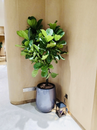 Cây Lọc Không Khí Cho Văn Phòng