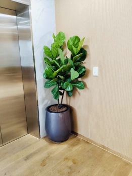 Cây văn phòng ít rụng lá