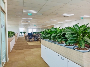 Cho Thuê Cây Xanh Chuyên Nghiệp Cho Văn Phòng – Dịch Vụ Xanh Hóa Không Gian Làm Việc