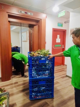 Thuê Cây Xanh Như Thế Nào Để Văn Phòng Luôn Xanh Mà Không Cần Chăm?