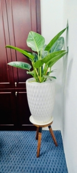 Cho Thuê Cây Xanh Văn Phòng Ngân Hàng Bảo Việt Chi Nhánh TP.HCM
